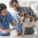 Clínica Médica De Pequenos Animais