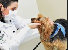 Endocrinologia Veterinária