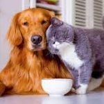 Nutrição Em Cães E Gatos
