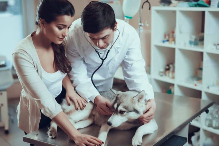 Oncologia Veterinária De Pequenos Animais