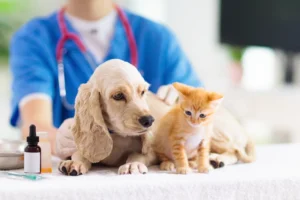 Dermatologia Veterinária: Amplie Suas Possibilidades Profissionais